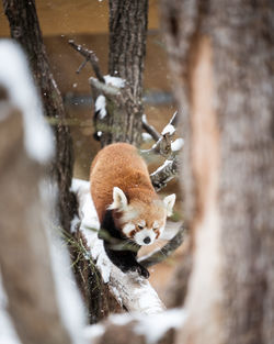 Red panda in the snow walking on a tree branch