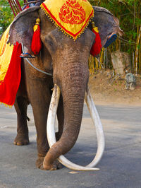 Full length of elephant standing by road