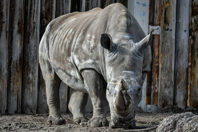 Rhinoceros at hogle zoo