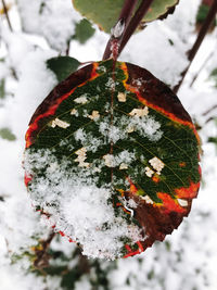 Close-up of snow covered tree