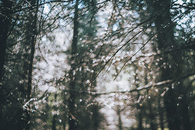 Low angle view of trees in forest against sky