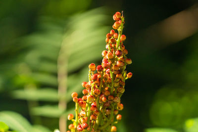 Close-up of red berries on plant