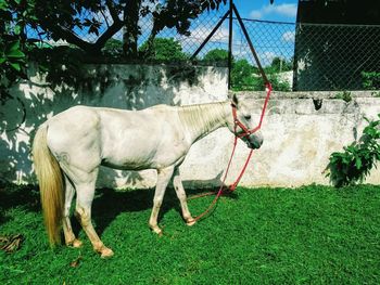 Horse cart on field