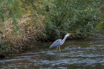 High angle view of gray heron in river