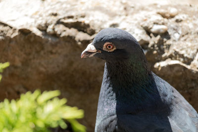 Close-up of pigeon looking away