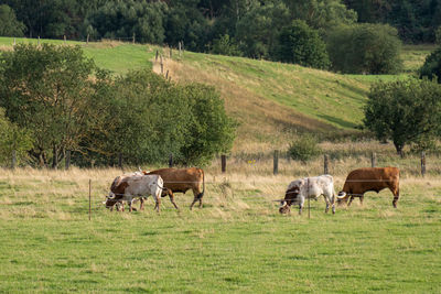 Horses grazing in a field