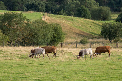 Texas longhorn