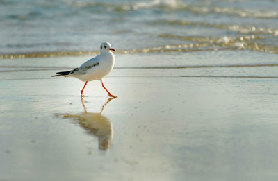 Seagull perching on a beach