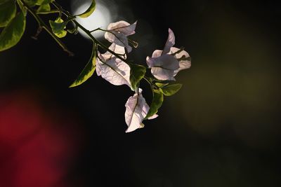 Close-up of white flowers blooming outdoors