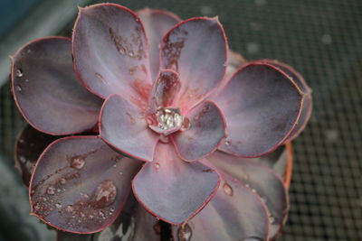 Close-up of succulent plant