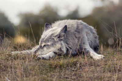 Sleeping wolf