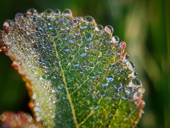 Close-up of wet plant