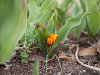 Close-up of flowering plant