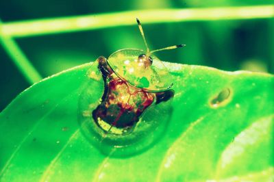 Close-up of insect on leaf