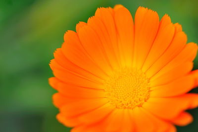 Close-up of fresh orange flower blooming outdoors