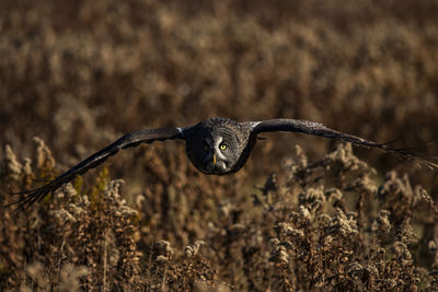 A trained great grey owl in flight over a field. strix nebulosa