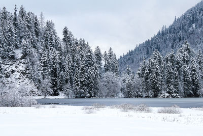 Pine trees on snow covered land against sky