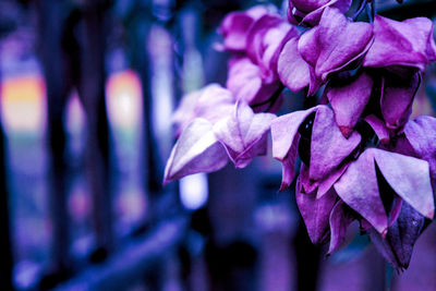 Close-up of pink flowering plant