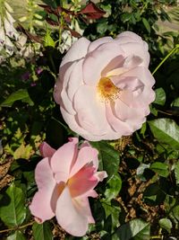 Close-up of pink flowers blooming outdoors