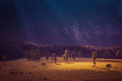 Trees on field against sky