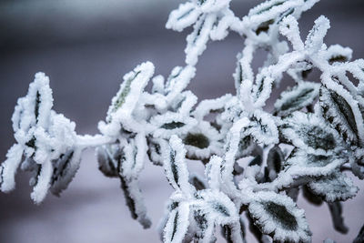 Close-up of snow covered plants