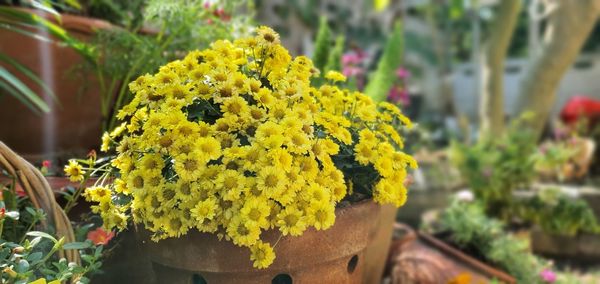 Close-up of yellow flowering plant