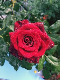 Close-up of red rose