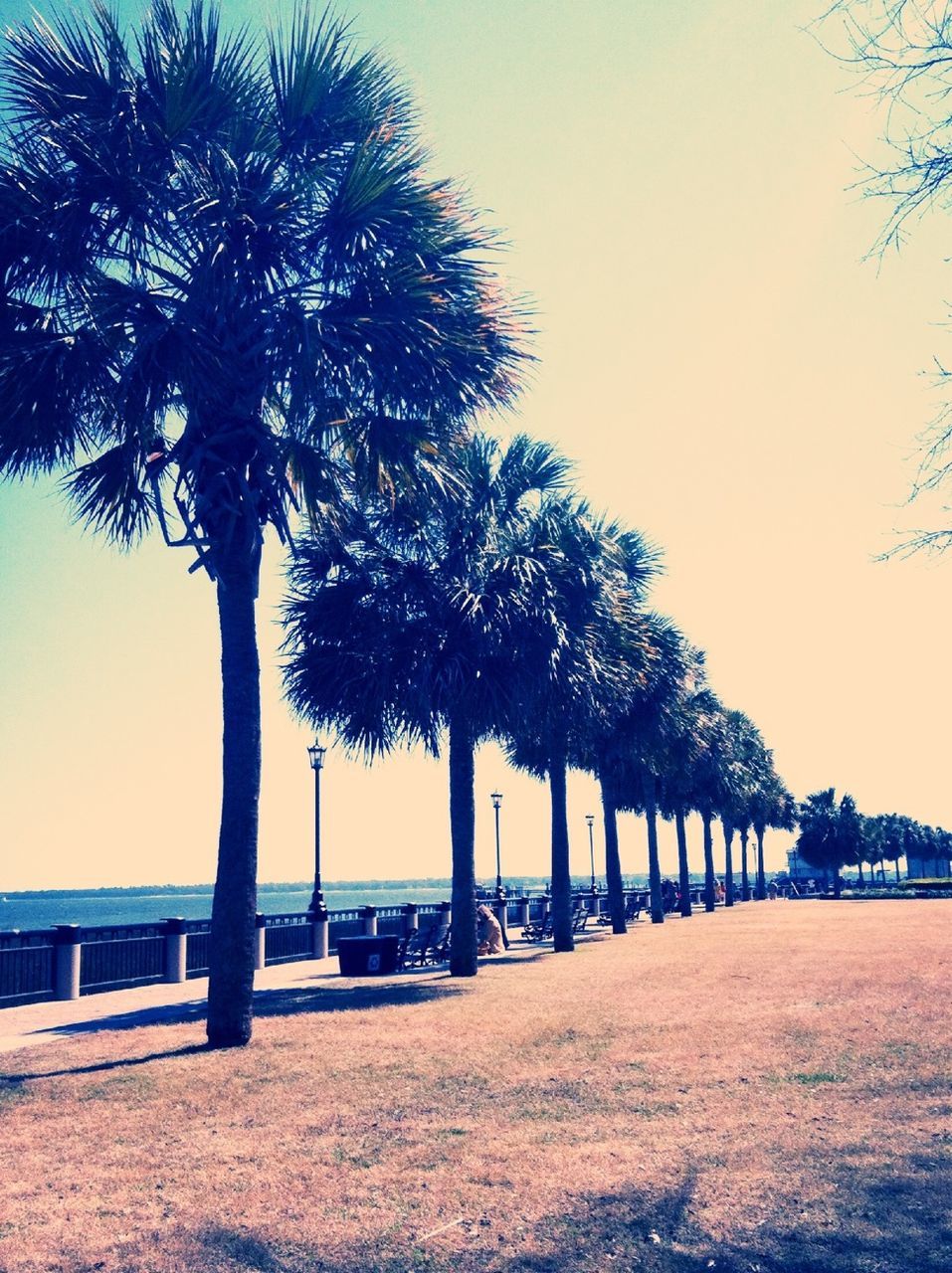 tree, palm tree, tranquility, water, tranquil scene, sea, clear sky, scenics, nature, beach, beauty in nature, treelined, tree trunk, incidental people, sky, footpath, growth, the way forward, built structure, outdoors