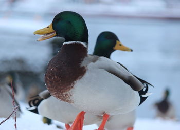 Close-up of duck in lake during winter