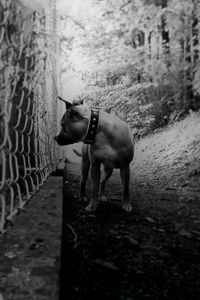 Dog standing outdoors