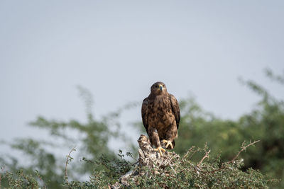 Bird perching on a tree