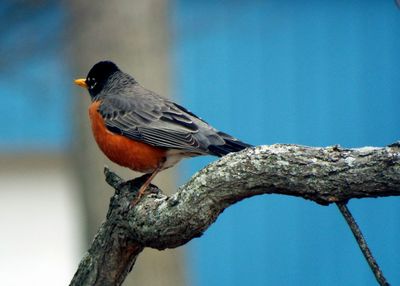 Close-up of american robin perching on tree