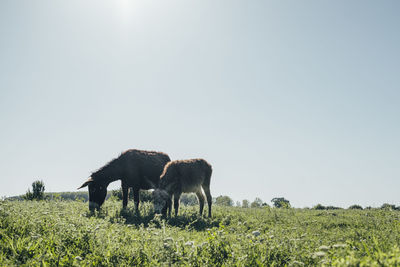 Horse grazing in field against clear sky