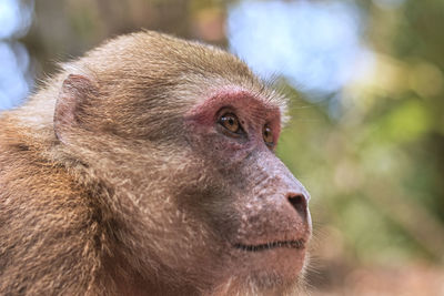 Close-up of monkey