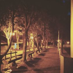 Illuminated trees at night