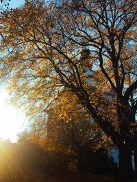 Low angle view of trees against sky during autumn