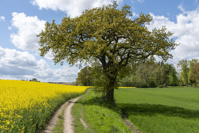 Scenic view of field against sky