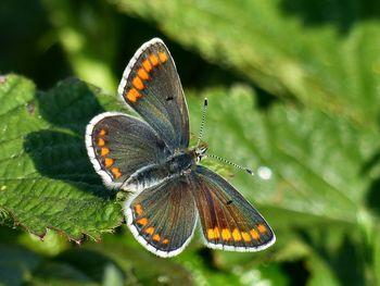 Close-up of butterfly pollinating on flower