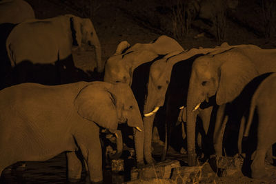 Elephants standing by lake at night
