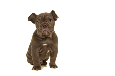 Portrait of a dog against white background