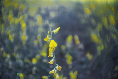 Close-up of yellow flowering plant on field