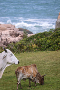 Horse standing on beach