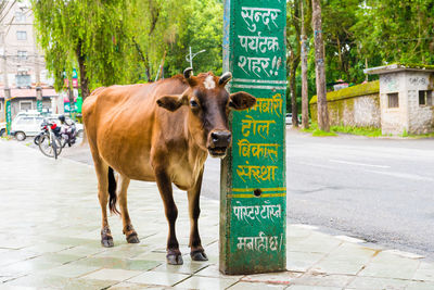 View of cow standing on road in city