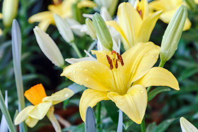 Close-up of insect on yellow flower