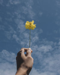 Low angle view of hand holding yellow flowering plant against sky