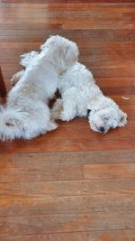 High angle view of dog lying on hardwood floor