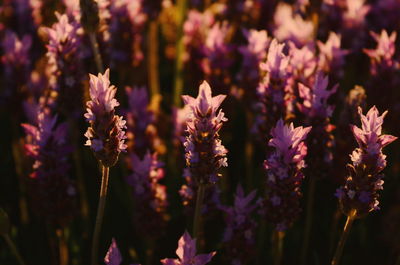 Close-up of purple flowers blooming outdoors