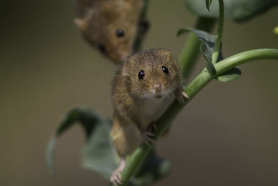 Close-up portrait of squirrel