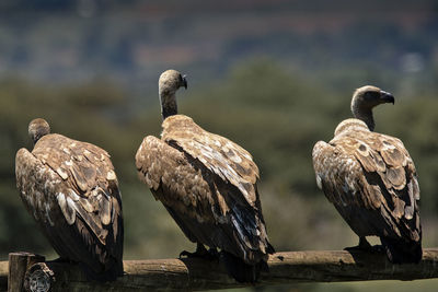 Close-up of birds perching on wood