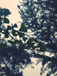 Low angle view of flower tree against sky